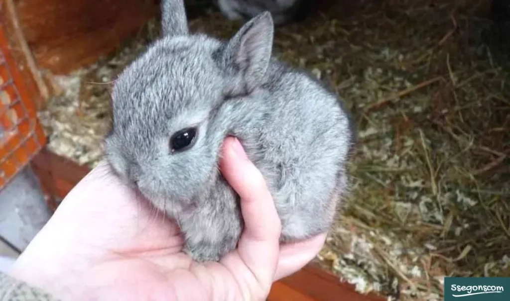 กระต่ายแคระ ราคา วิธีการแก้ปัญหาในการเลี้ยงกระต่ายแคระ