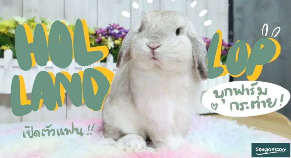 การเลี้ยง กระต่ายแคระ ราคา เท่าไหร กระต่ายเนเธอร์แลนด์อย่างเข้าใจ